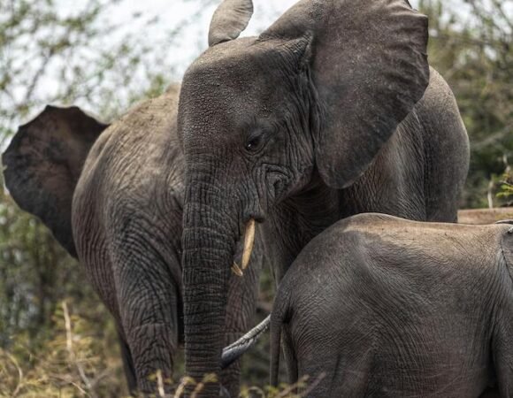 Discovering the Big Five in Uganda: A Safari Extravaganza with Jerodi Africa Safari