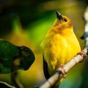 A single endemic bird perched on a branch, displaying vibrant plumage and a distinctive beak. The bird is set against a backdrop of lush greenery, highlighting its unique features and the natural habitat it thrives in