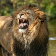 Tourist photographing an African lion in Uganda National Parks.