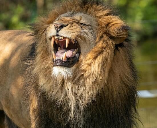 African Lions in Uganda: Behavior & Conservation