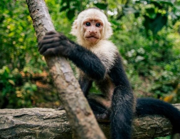 Monkeys in Uganda: Species, Parks & Safari Guide