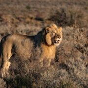 Majestic lion resting on a rocky outcrop in Kidepo Valley National Park, Uganda, surrounded by the park's vast savannah landscape.