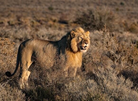 Unveiling the Hidden Gem: Kidepo Valley National Park