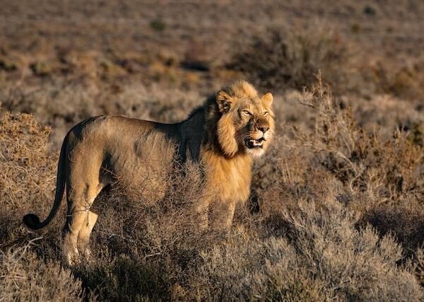 Unveiling the Hidden Gem: Kidepo Valley National Park