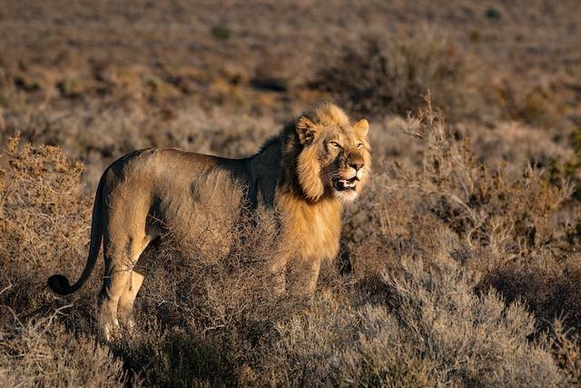 Majestic lion resting on a rocky outcrop in Kidepo Valley National Park, Uganda, surrounded by the park's vast savannah landscape.