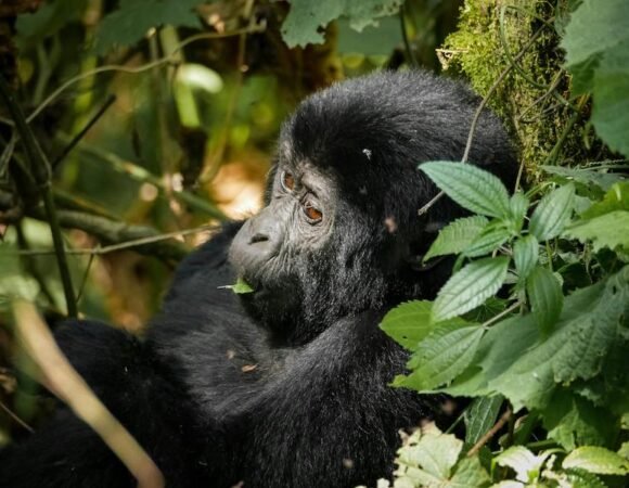 Unlocking the Secrets of Bwindi Impenetrable National Park: A Haven for Mountain Gorillas