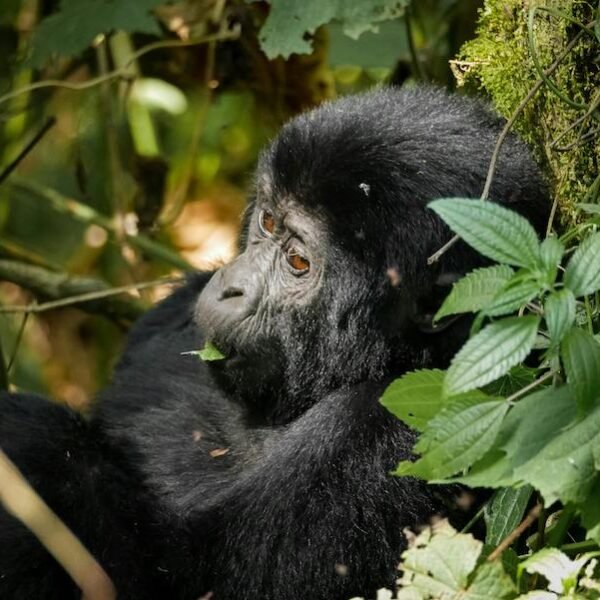 Unlocking the Secrets of Bwindi Impenetrable National Park: A Haven for Mountain Gorillas