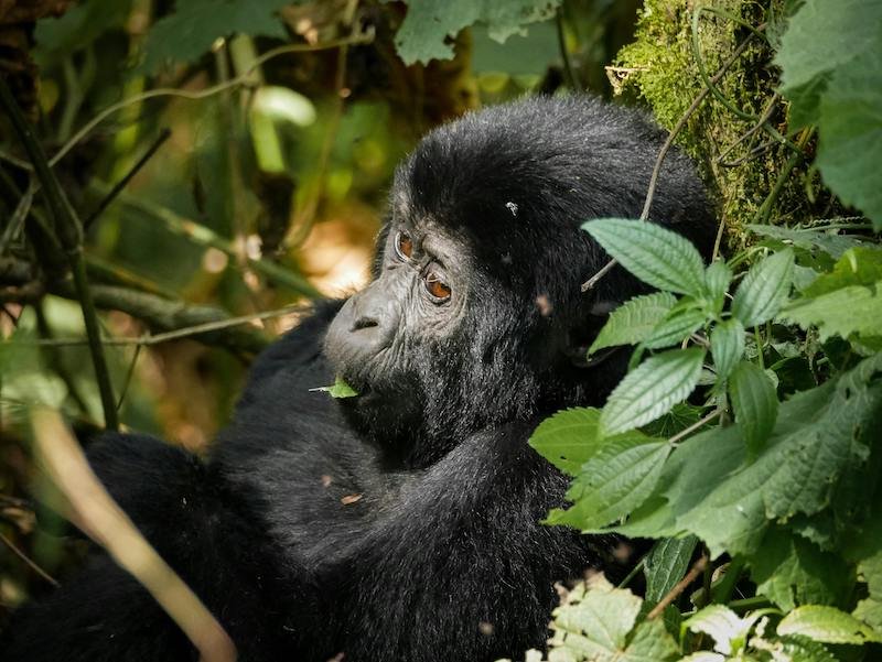 ChatGPT said: ChatGPT A close-up image of a mountain gorilla in Bwindi Impenetrable National Park. The gorilla sits amidst the thick, green foliage, its dark, glossy fur contrasting with the vibrant vegetation. Its deep, expressive eyes gaze into the distance, reflecting a sense of calm and intelligence. Sunlight filters through the forest canopy, casting a gentle glow on the gorilla's face, highlighting its strong yet peaceful presence in the wild.