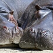 Two hippos resting on the grassy riverbank of the Kazinga Channel in Queen Elizabeth National Park, Uganda