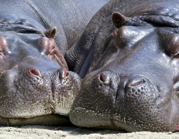 Discover the Beauty of Queen Elizabeth National Park, Uganda