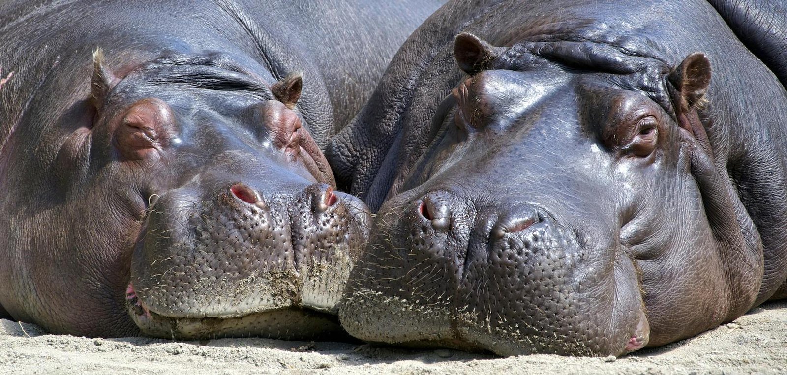 Two hippos resting on the grassy riverbank of the Kazinga Channel in Queen Elizabeth National Park, Uganda