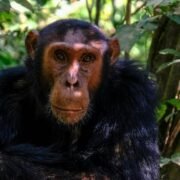 ChatGPT said: ChatGPT A chimpanzee sitting in the dense green forest of Kibale National Park, Uganda, surrounded by tall trees and natural foliage, showcasing the park's rich wildlife