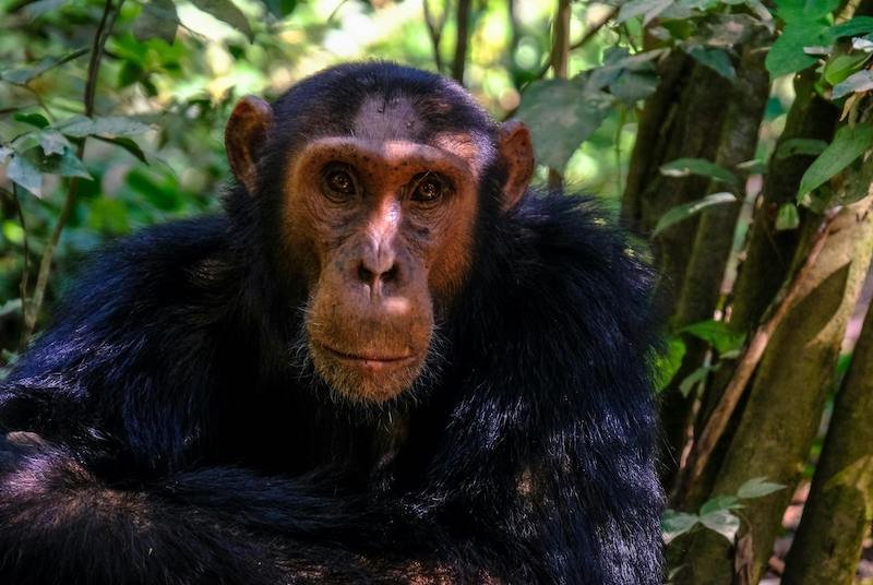 ChatGPT said: ChatGPT A chimpanzee sitting in the dense green forest of Kibale National Park, Uganda, surrounded by tall trees and natural foliage, showcasing the park's rich wildlife