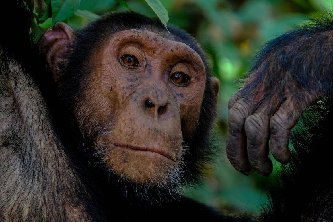 A chimpanzee sitting on a tree branch in Kibale National Park, surrounded by dense tropical rainforest, with lush green foliage in the background. The chimpanzee gazes thoughtfully into the distance, showcasing its intelligent expression.