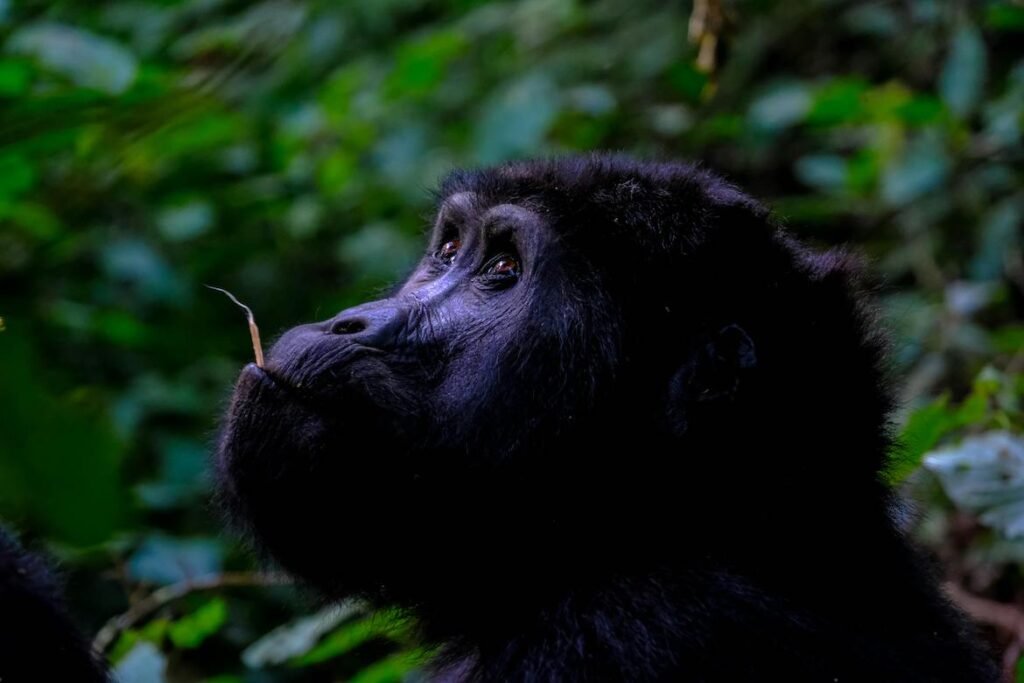 Gorilla trekking group in Mgahinga with volcano backdrop