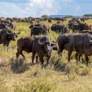 Cape buffalo herd in Queen Elizabeth National Park Uganda