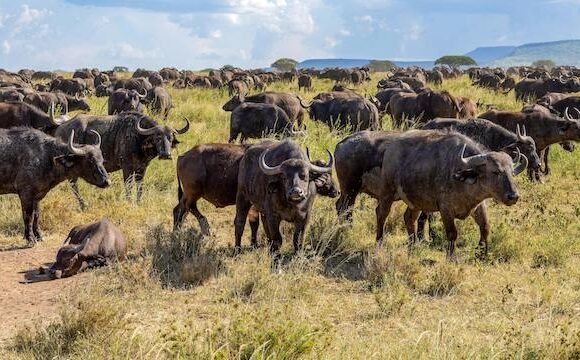 Buffalo in Uganda National Parks – Facts & Conservation