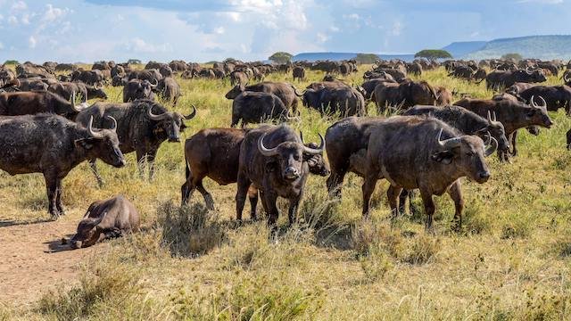 Cape buffalo herd in Queen Elizabeth National Park Uganda