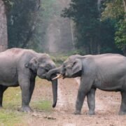 Elephants in Uganda grazing in Murchison Falls National Park