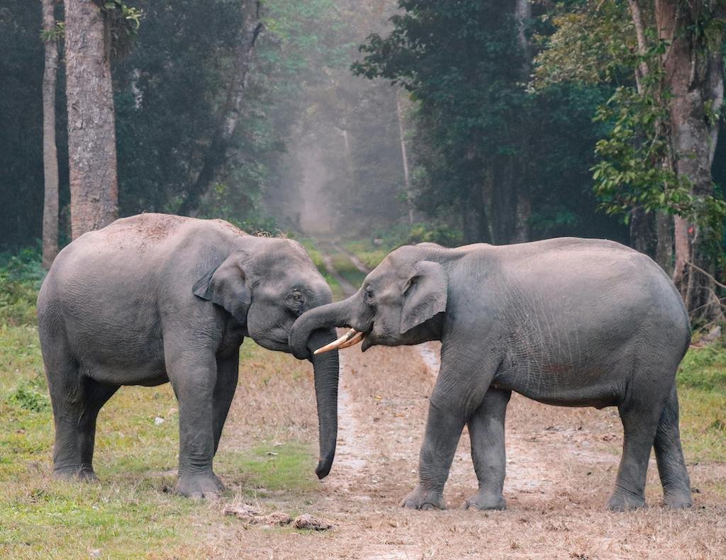 Elephants in Uganda grazing in Murchison Falls National Park