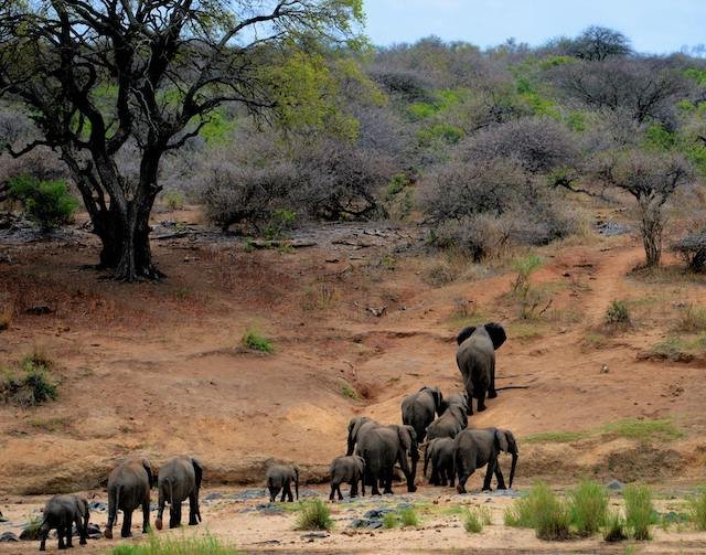 A group of elephants in Uganda retreating from the Kazinga Channel after drinking water, captured in Queen Elizabeth National Park.