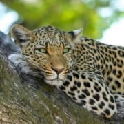 Leopard resting on a tree branch in Uganda’s Queen Elizabeth National Park