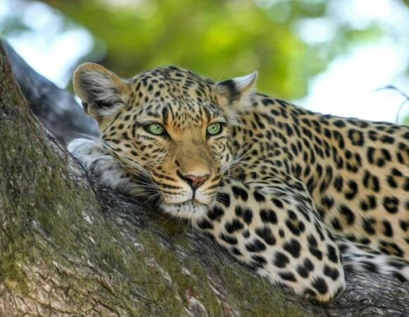 Leopards in Uganda National Parks: Habitat, Behavior & Survival