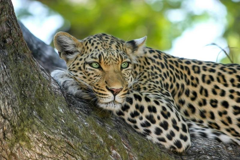 Leopard resting on a tree branch in Uganda’s Queen Elizabeth National Park