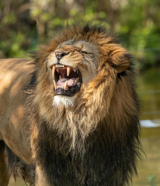 Tourist photographing lions in Uganda's Queen Elizabeth National Park.