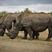White rhinos grazing at Ziwa Rhino Sanctuary in Uganda