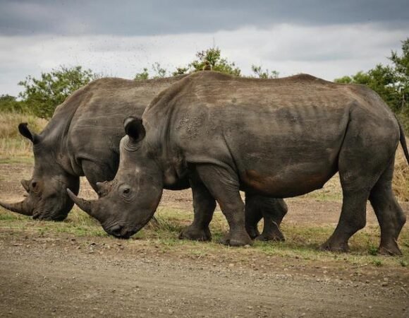 Rhinos in Uganda: Species, Conservation & Where to See Them