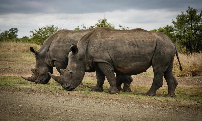 White rhinos grazing at Ziwa Rhino Sanctuary in Uganda
