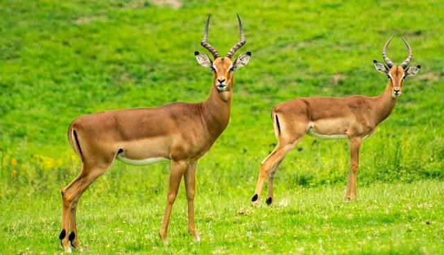 Antelopes in Uganda National ParkMale impala standing alert in Lake Mburo National Park – Antelopes in Uganda