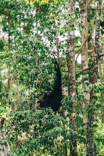 Black-and-White Colobus (Colobus guereza)