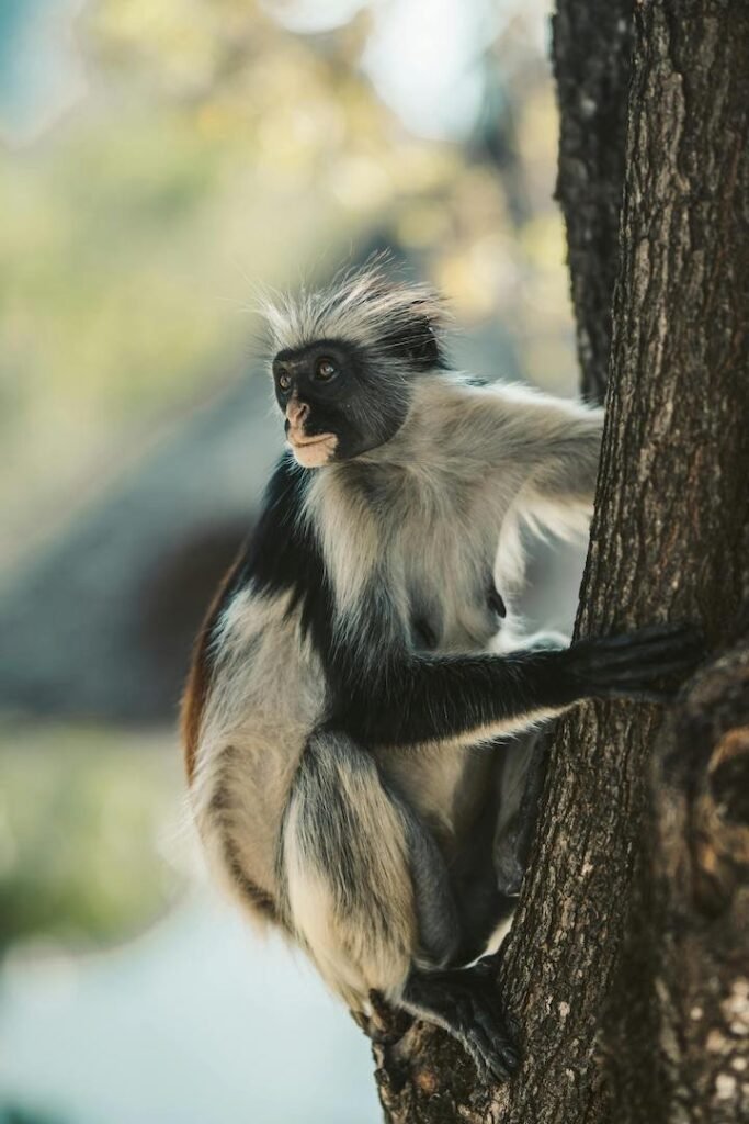 Black-and-white colobus monkey in Uganda forest