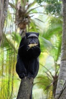 Blue Monkey (Cercopithecus mitis)