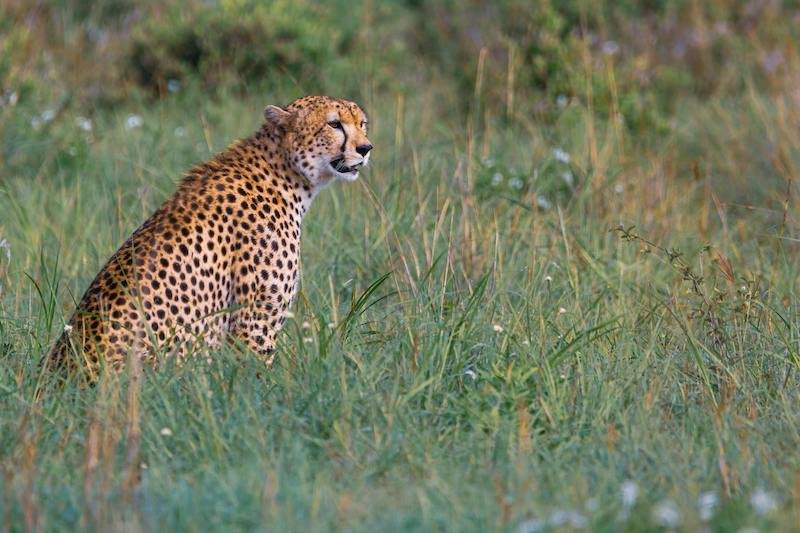 Cheetah in Uganda resting in the vast savanna of Kidepo Valley National Park