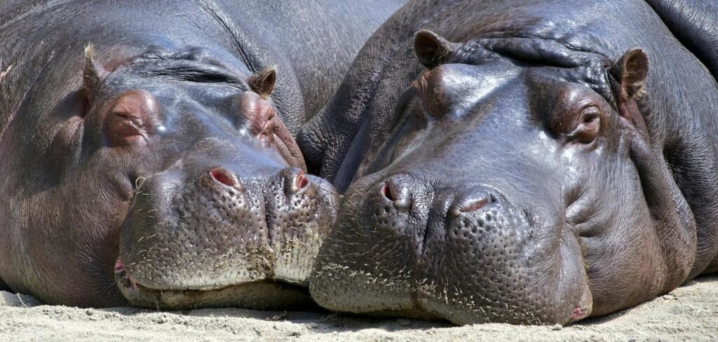 hippopotamus in Uganda’s Kazinga Channel