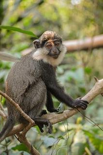 L’Hoest’s Monkey (Cercopithecus lhoesti) in Uganda National park