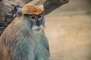 Patas Monkey (Erythrocebus patas) in Uganda