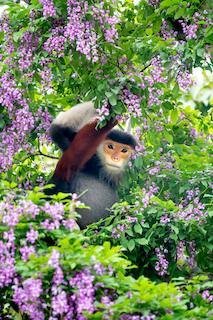 Red-Tailed Monkey (Cercopithecus ascanius