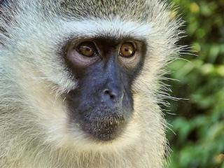 Vervet Monkey
