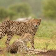 Two cheetahs in Uganda resting in the open plains of Kidepo Valley National Park