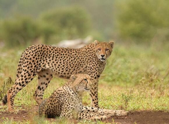 Cheetah in Uganda: Where to See Africa’s Fastest Cat