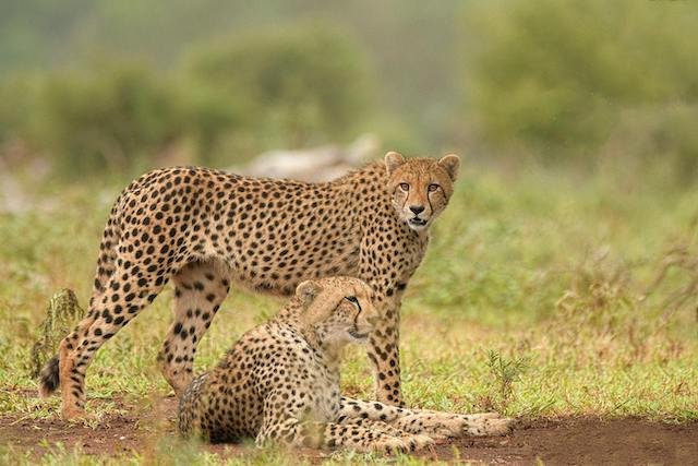 Two cheetahs in Uganda resting in the open plains of Kidepo Valley National Park