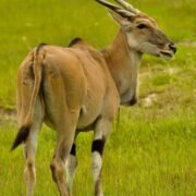 Eland antelope in Kidepo Valley National Park – Antelopes in Uganda