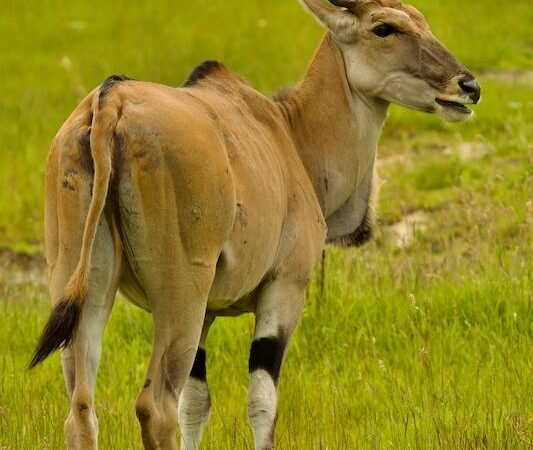 Antelopes in Uganda – Species, Traits, and Where to See Them