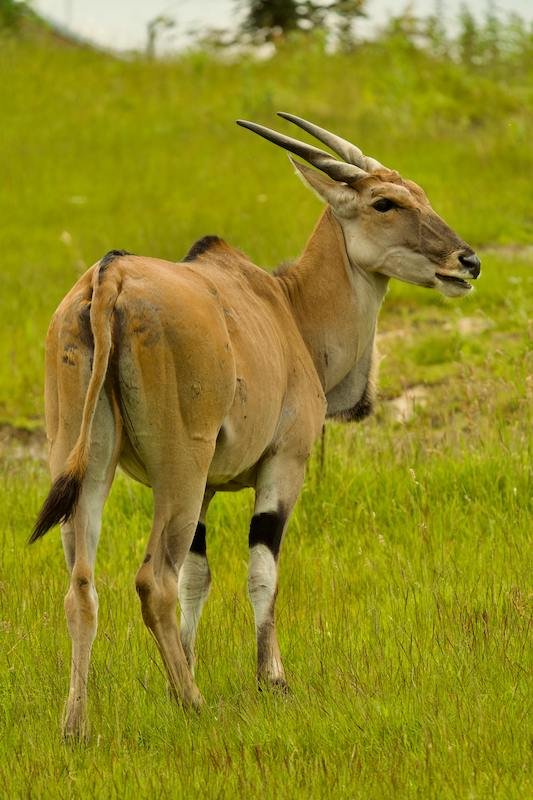 Eland antelope in Kidepo Valley National Park – Antelopes in Uganda
