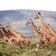 Over 10 Rothschild’s giraffes walking across the savannah in Lake Mburo National Park, Uganda.