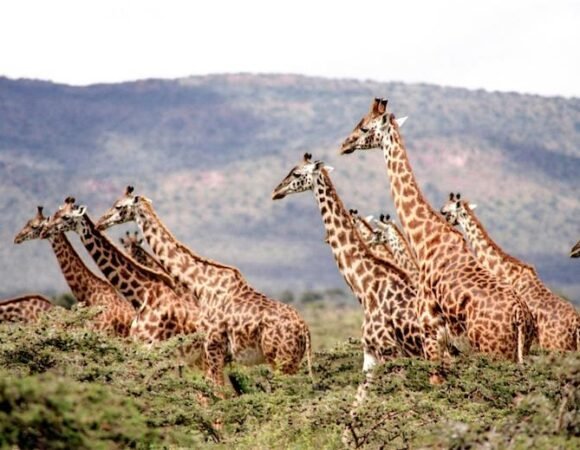 Giraffes in Uganda – Species, Behavior, and Where to See Them